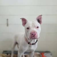 Photo of Casper