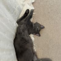 Photo of Earl Grey