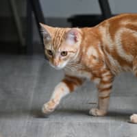 Photo of Pappardelle