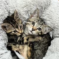 Photo of Rosco & Bobee