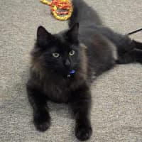 Photo of Minch   6 Month Old Domestic Mediumhair