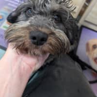 Photo of Oreo