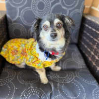 Photo of Sheila   5 Year Old Chihuahua X Pomeranian