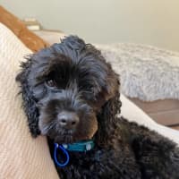 Photo of Chase   10 Month Old Cavoodle