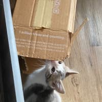 Photo of Moana   Meet Me At Petstock Chelsea