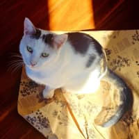 Photo of Percy