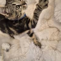 Photo of Patch