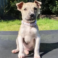 Photo of Eevie 🌼🎀