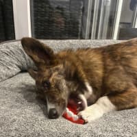 Photo of Rocky   1 Year Old Cardigan Corgi