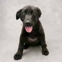 Photo of Remington