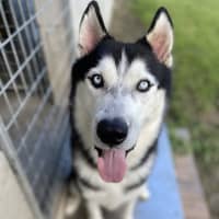 Photo of Nanook
