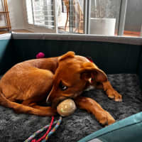 Photo of Abbie   4 Month Old Bull Arab X