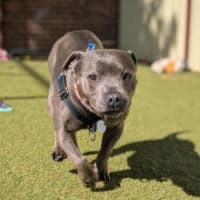 Photo of Penny