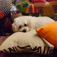 Photo of Cookie 🍪 