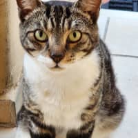 Photo of Aliti