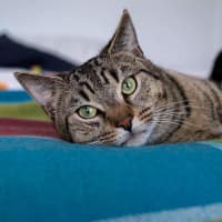 Photo of Oliver