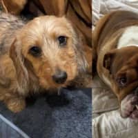 Photo of Sally And Jessie Wensleydale