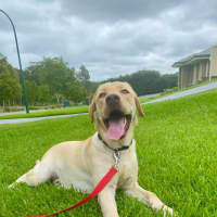 Photo of Walter   14 Month Old Labrador (Trial 22/12)