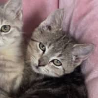 Photo of Blueberry