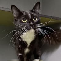 Photo of Shadow