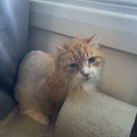 Photo of Chicken Wing