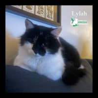 Photo of Lylah
