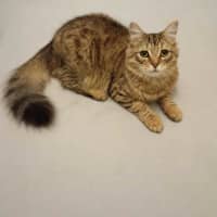 Photo of Cinnamon 