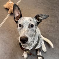 Photo of Bluey