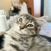 Photo of Petal   In Foster Care In Richmond