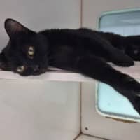 Photo of Cola