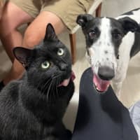 Photo of Panda, The Greyhound