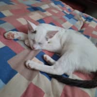 Photo of Bean