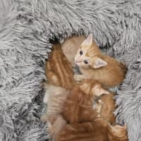 Photo of Gingerbread