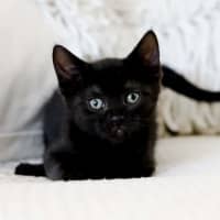 Photo of Coco