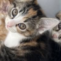 Photo of Kiki   Penelope