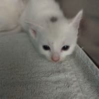 Photo of Aspen