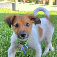 Photo of Lachlan   8 Week Old Foxy X Jrt X Poodle (Hold)