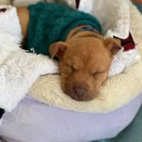 Photo of Markee   8 Week Old Staffy X