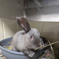 Photo of Charlie Barkin