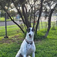 Photo of Bessie, The Greyhound