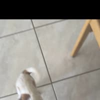 Photo of Opal And Smudge