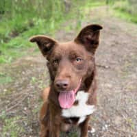 Photo of Dash