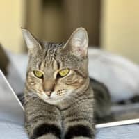 Photo of Cinnamon