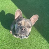 Photo of Coco
