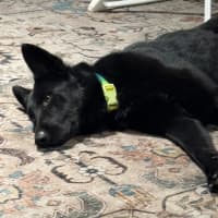 Photo of Luna
