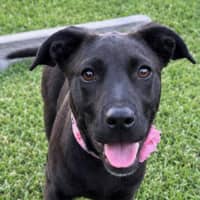 Photo of Hope   5 Month Old Mixed Breed