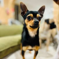 Photo of Danger Mouse 