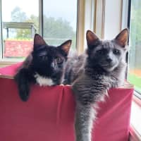 Photo of Hairy Styles