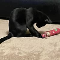 Photo of North   Meet Me At Adoption Day In Ballarat 28/2