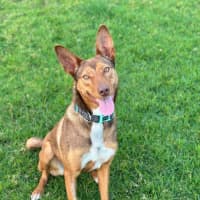 Photo of Cookie